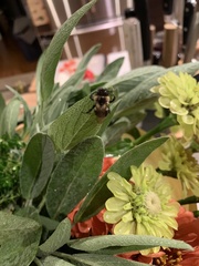 Bombus impatiens