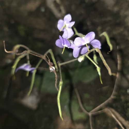 Dorcoceras hygrometricum, photograph 5