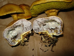 Pseudoboletus parasiticus