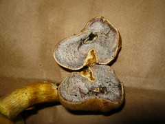 Pseudoboletus parasiticus
