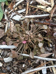 Claytonia rubra