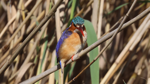 iNaturalist image