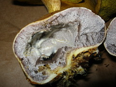 Pseudoboletus parasiticus