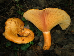 Lactarius thyinos