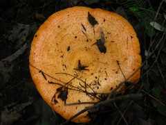 Lactarius thyinos