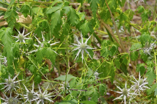 Eryngium hookeri