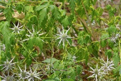 Eryngium hookeri