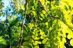 Comocladia macrophylla