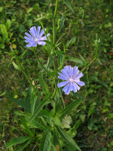 chicory