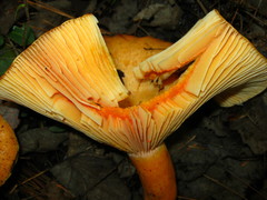Lactarius thyinos