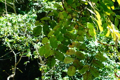 Comocladia macrophylla