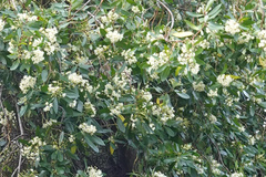 Angiospermae