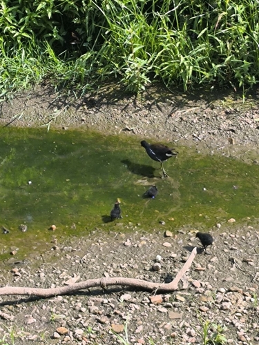 iNaturalist image
