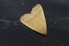 Simplicia cornicalis