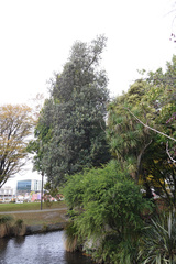 Banksia integrifolia