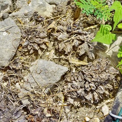 Oenothera triloba