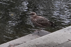Larus dominicanus dominicanus