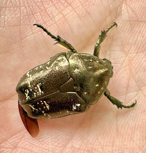 Oriental Flower Beetle