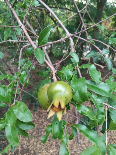 pomegranate
