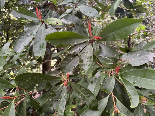 Palaquium observed 2026-07-28