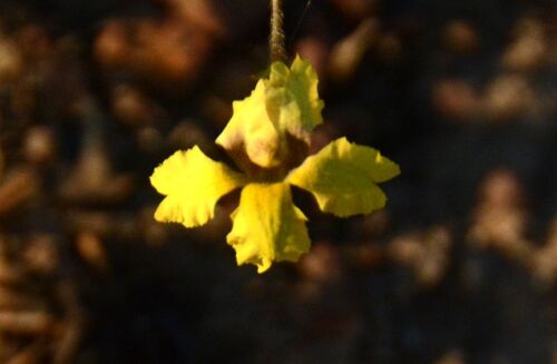 Goodenia armstrongiana