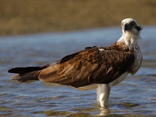 iNaturalist image