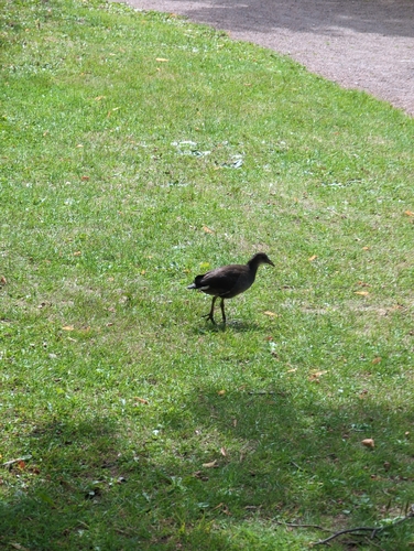 iNaturalist image