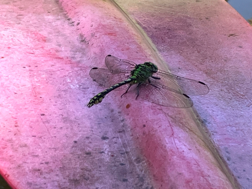 Green Snaketail
