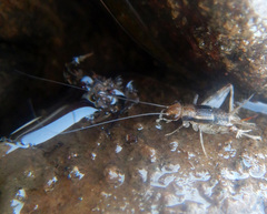 Pteronemobius gagooris