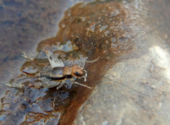 Pteronemobius gagooris