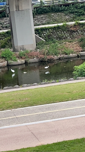iNaturalist image