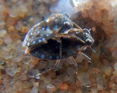 Ochteridae
