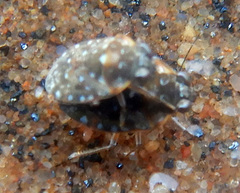 Ochteridae