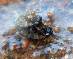 Ochteridae