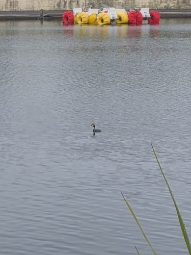 iNaturalist image