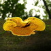 Pseudomerulius curtisii - Photo (c) Erlon Bailey,  זכויות יוצרים חלקיות (CC BY-SA), הועלה על ידי Erlon Bailey