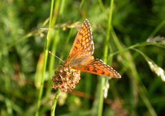 Melitaea parthenoides