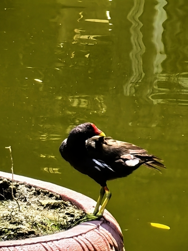 iNaturalist image