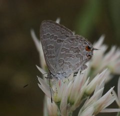 Theclinesthes miskini