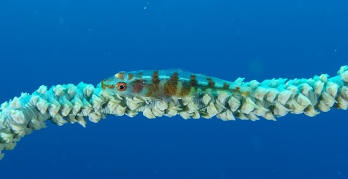 Bryaninops yongei observed 2026-07-20