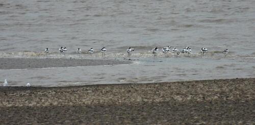 iNaturalist image