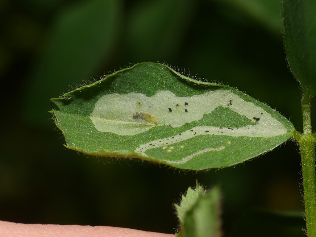Agromyza nana