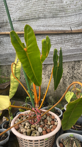 Philodendron billietiae