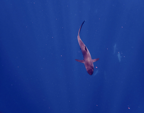 Silky Shark