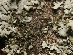 Phaeophyscia nigricans