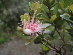 Image of Eugenia buxifolia