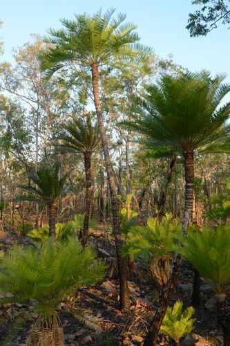 Zamia Palm