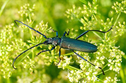 Musk beetle