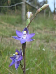 Thelymitra holmesii