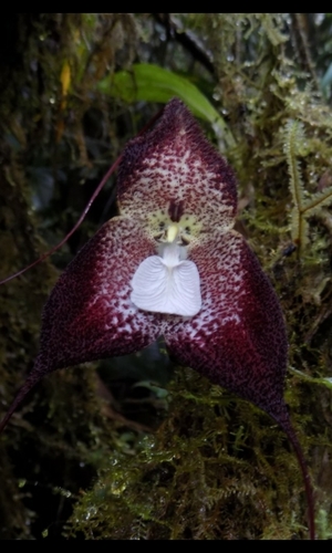 Polyphemus Dracula